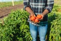 Midsection of african american mid adult male farmer holding tomatoes while standing amidst plants Royalty Free Stock Photo