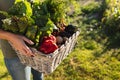 Midsection of caucasian mid adult female farmer carrying various vegetables in wicker basket at farm