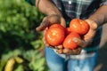 Midsection close-up of african american mid adult male farmer holding tomatoes in organic farm Royalty Free Stock Photo