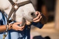 Midsection of female vet examining horse mouth