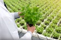 Midsection of male biochemist examining seedlings in plant nursery