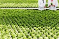 Midsection of male biochemists discussing over seedlings while standing in plant nursery Royalty Free Stock Photo