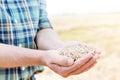 Midsection of mature farmer holding handful of wheat grains at farm