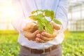 Midsection of mature owner holding seedling in plant nursery