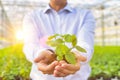 Midsection of mature owner holding seedling in plant nursery