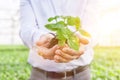 Midsection of mature owner holding seedling in plant nursery