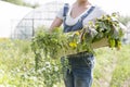 Midsection of mid adult woman holding vegetables in crate at farm Royalty Free Stock Photo