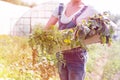 Midsection of mid adult woman holding vegetables in crate at farm Royalty Free Stock Photo