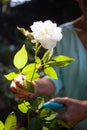 Midsection of senior woman cutting white flower stem with pruning shears Royalty Free Stock Photo