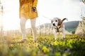 Midsection of senior woman with a pet dog on a walk in spring orchard. Royalty Free Stock Photo