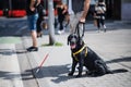 Midsection of young blind man with guide dog waiting at zebra crossing in city. Royalty Free Stock Photo