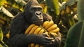 In the midst of the banana grove a mive gorillalike giant cuddles a bunch of bananas like a teddy bear