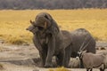 Elephant Flinging Mud during Mudbath