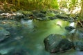 Sunlight affects the green leaves resulting in a beautiful reflection of the water Royalty Free Stock Photo