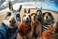 Group of funny donkeys on the beach in autumn day Royalty Free Stock Photo