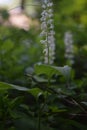 White nordic flower in the forest