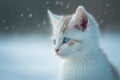 Cute little kitten with blue eyes on a snowy winter background Royalty Free Stock Photo