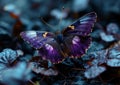 Anomalous Beauty: The Corrupting Power of the Purple Butterfly Royalty Free Stock Photo