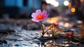 A Tenacious Tiny Flower Thrives Amid Cracked Pavement