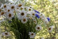 Bouquet of summer flowers white daisies and blue cornflowers in the vase on the green trees background in the garden Royalty Free Stock Photo