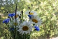 Bouquet of summer flowers white daisies and blue cornflowers in the vase on the green trees background in the garden Royalty Free Stock Photo