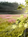 midsummer countryside meadow with flowers - vertical, mobile device ready image - light rays effect