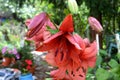 Red lily and water drops. Beautiful flowers in the garden in midsummer, in a sunny day. Green landscape. Royalty Free Stock Photo