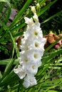 White Gladiola and water drops.Nice flowers in the garden in midsummer, in a sunny day. Green landscape Royalty Free Stock Photo