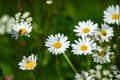 Midsummer meadow with beautiful flowers Royalty Free Stock Photo