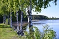 Midsummer nature in Finland