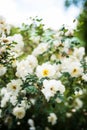Midsummer rose in full blossom Royalty Free Stock Photo