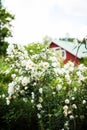 Midsummer rose in full blossom- cottage in the background Royalty Free Stock Photo