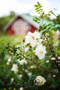 Midsummer rose in full blossom- cottage in the background Royalty Free Stock Photo