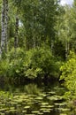 Midsummers verdant vegetation in Puolanka Finland