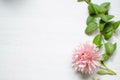 Midtone aster flower ont the white background with green leaves.