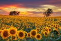 Midwest Blooming Sunflower Field Royalty Free Stock Photo