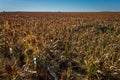 Midwest Farming Royalty Free Stock Photo