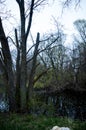 Midwest Gothic inspired ominous creek and trees