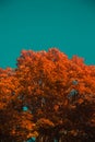 Orange Tree Top Blue Sky daytime