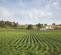 Midwestern Soybean field and farm hills Royalty Free Stock Photo