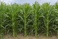Midwestern USA Field Corn Royalty Free Stock Photo