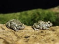 Midwife Toad, alytes obstetricans Royalty Free Stock Photo