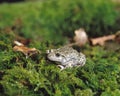 Midwife Toad, alytes obstetricans, Adult standing on Moss Royalty Free Stock Photo