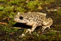 Midwife Toad - Alytes obstetricans Royalty Free Stock Photo