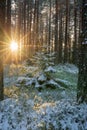 Midwinter sun Royalty Free Stock Photo