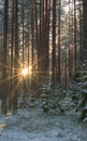 Midwinter sun Royalty Free Stock Photo