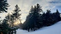 Midwinter sunset amid pine trees in Vermont Royalty Free Stock Photo