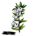 Midyim isolated on white background. Digital art. Midgen Berry, Midyim, or Austromyrtus dulcis is a spreading heathland shrub