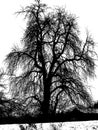 Mighty bare tree in black and white Royalty Free Stock Photo
