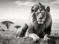 Mighty and beautiful lion resting in the African black and white Royalty Free Stock Photo